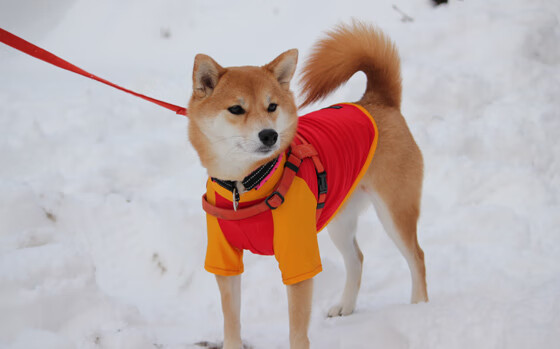 中国篮球联赛吸引更多赞助商关注,篮球队中国